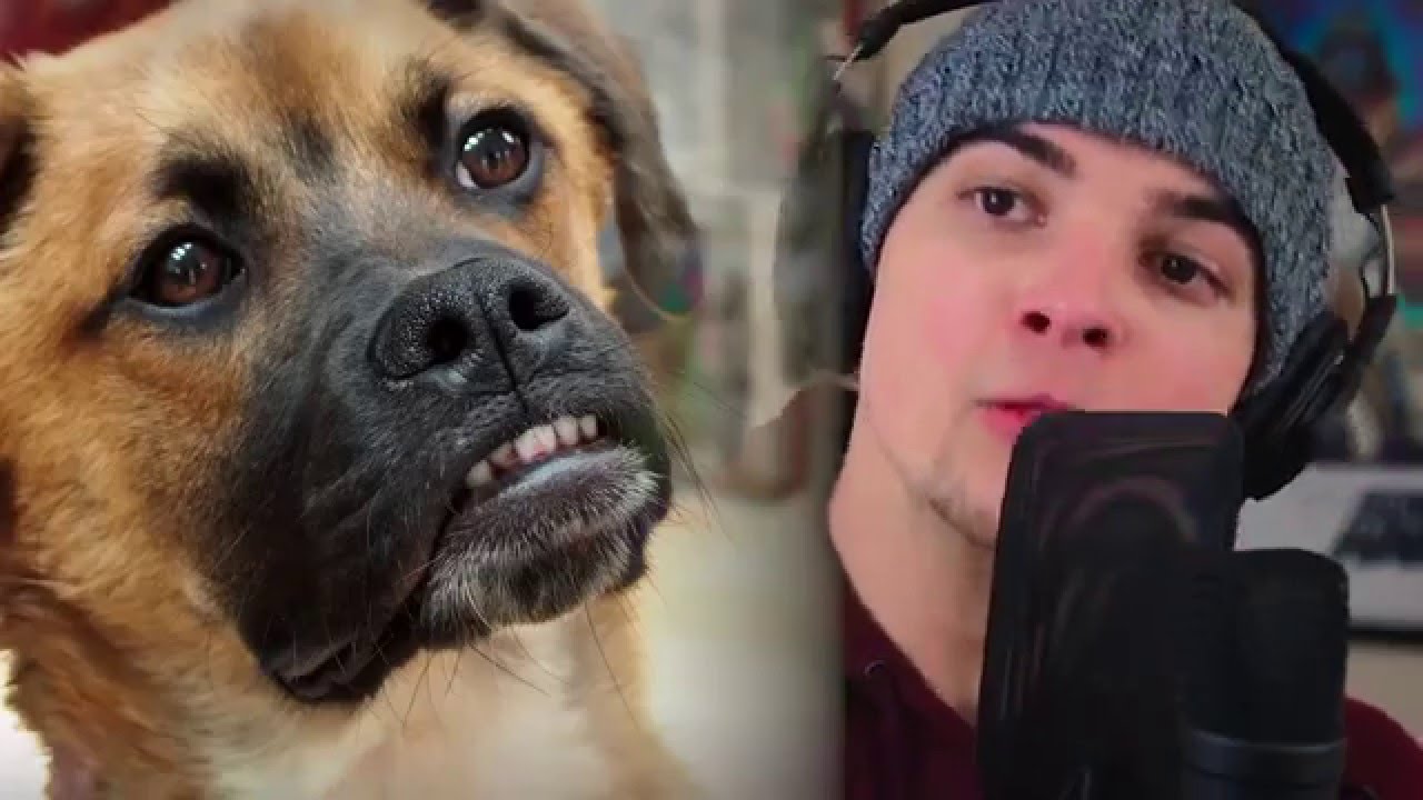 Impressions of Dogs (Part 2) | Mikey Bolts