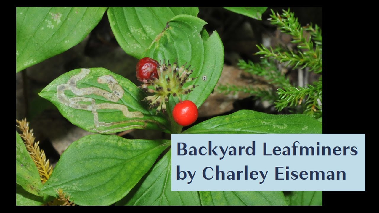 Backyard Leafminers by Charley Eiseman