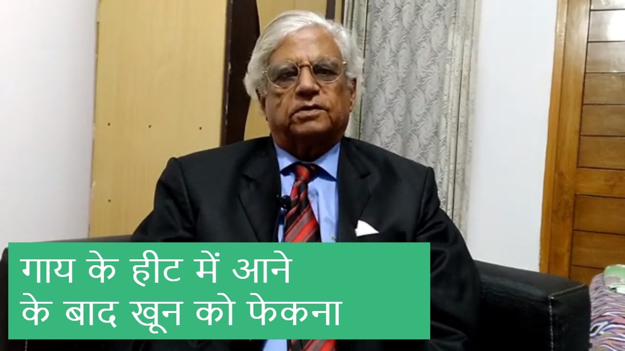 गाय के हीट में आने के बाद खून को फेकना। Metestrus Bleeding in Cow | Prof. U.K. Atheya |