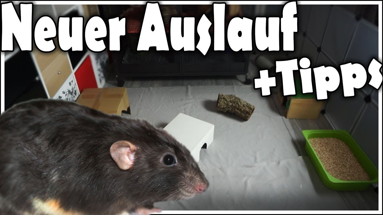 Meine Ratten das erste Mal im neuen Auslauf! | Tipps für den ersten Auslauf!