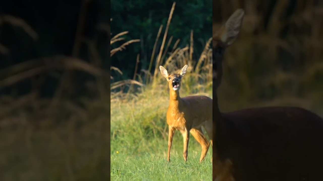 deer sounds to attract deer 🦌 deer sounds 😱