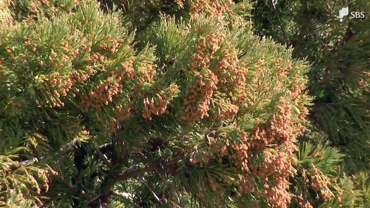 「暖かくなり患者数も一気に増えてきました」スギ花粉ピークで今後はヒノキの花粉も...子どもの花粉症は10年で