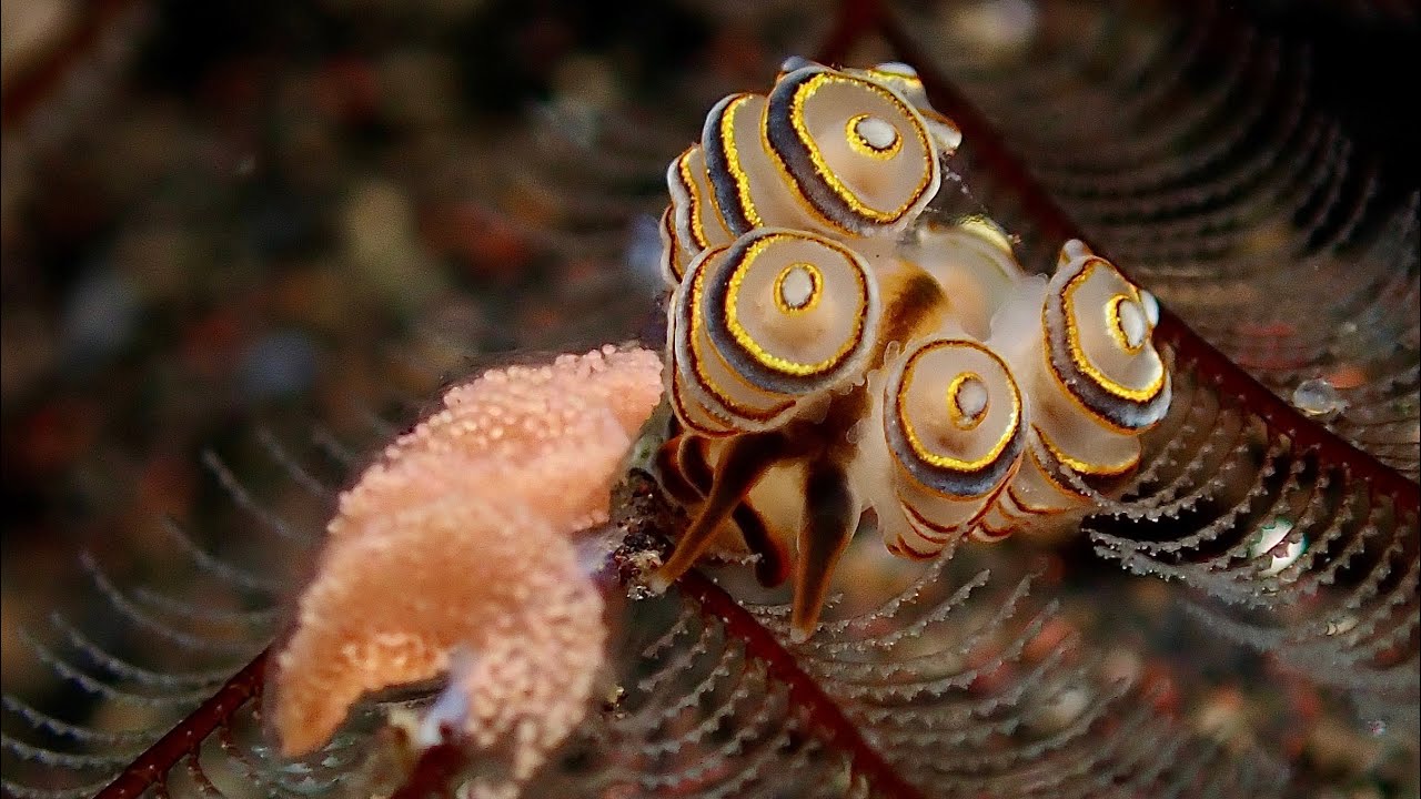 Diving in Tulamben, Indonesia  2025