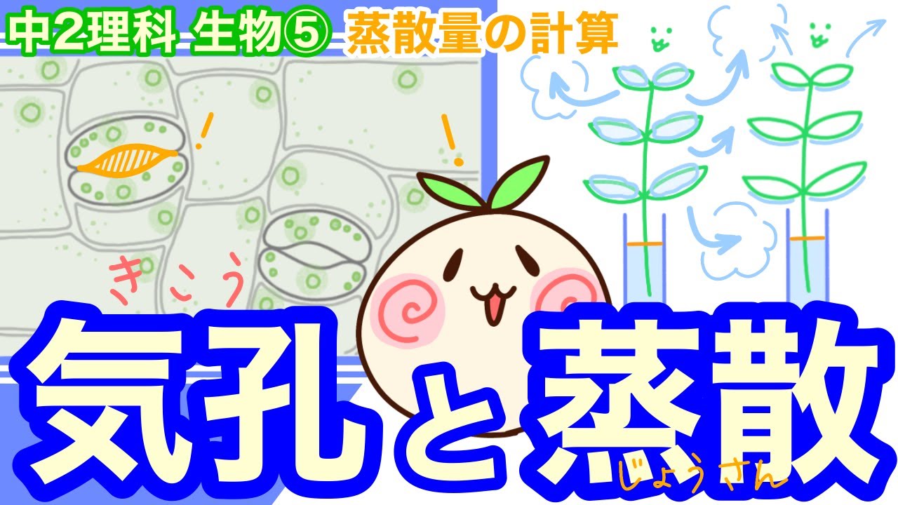 【中2理科b05】気孔と蒸散【吸い上げた水の行方は？】