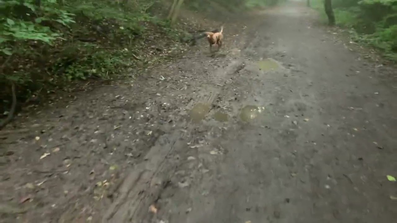 Stanley’s first visit to Castle Eden Walkway/Thorpe Thewles.