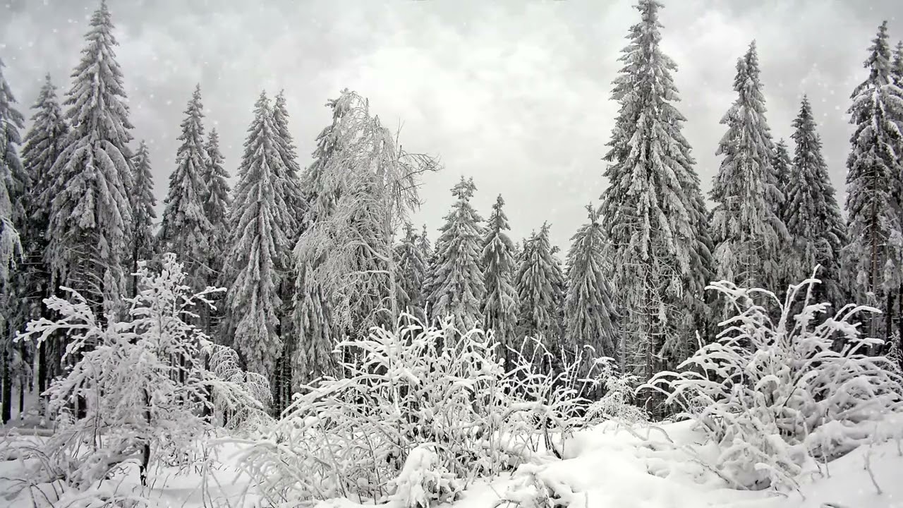 Relaxing soundscape of rain and a peaceful snow covered forest landscape
