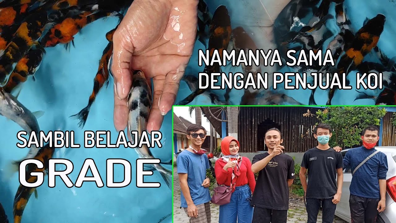 WAHANA KOI DISERBU DARI PONOROGO | Koi Kecil Untuk Kolam Baru