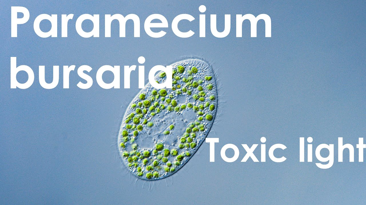 Paramecium bursaria - Symbiotic algae avoiding phototoxicity