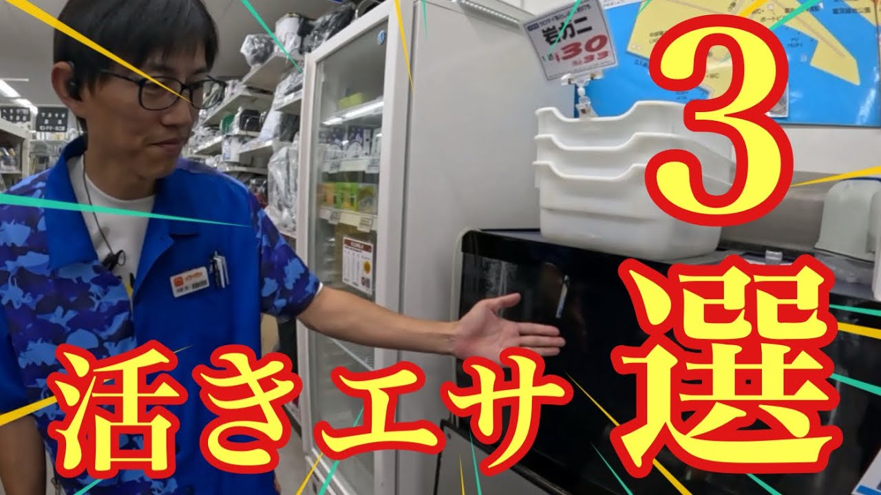 海上釣堀マイスターが大絶賛する爆釣を味わえる活きエサ3選！【海上釣り堀】