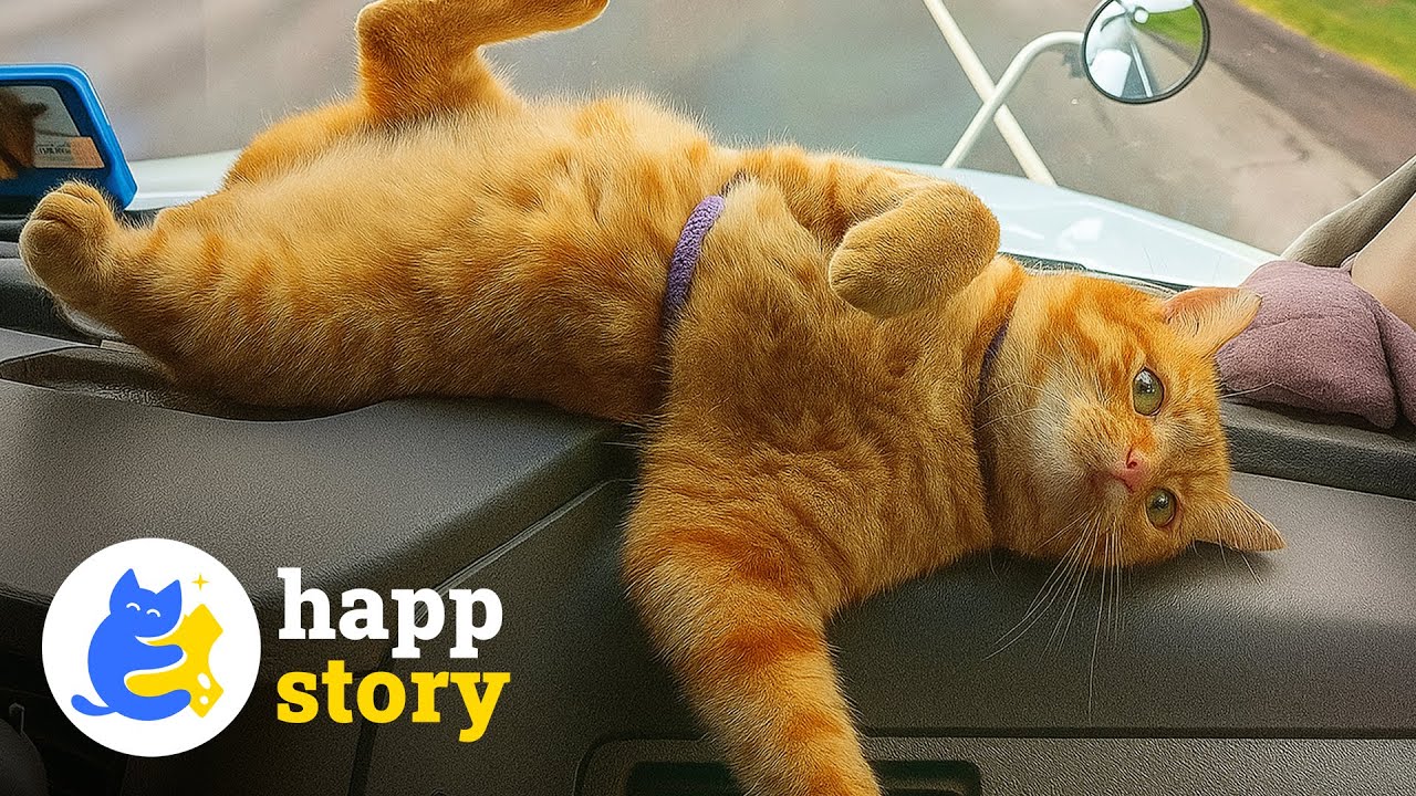 Кот, который превратил грузовик в свой постоянный дом 🧡 | HAPP