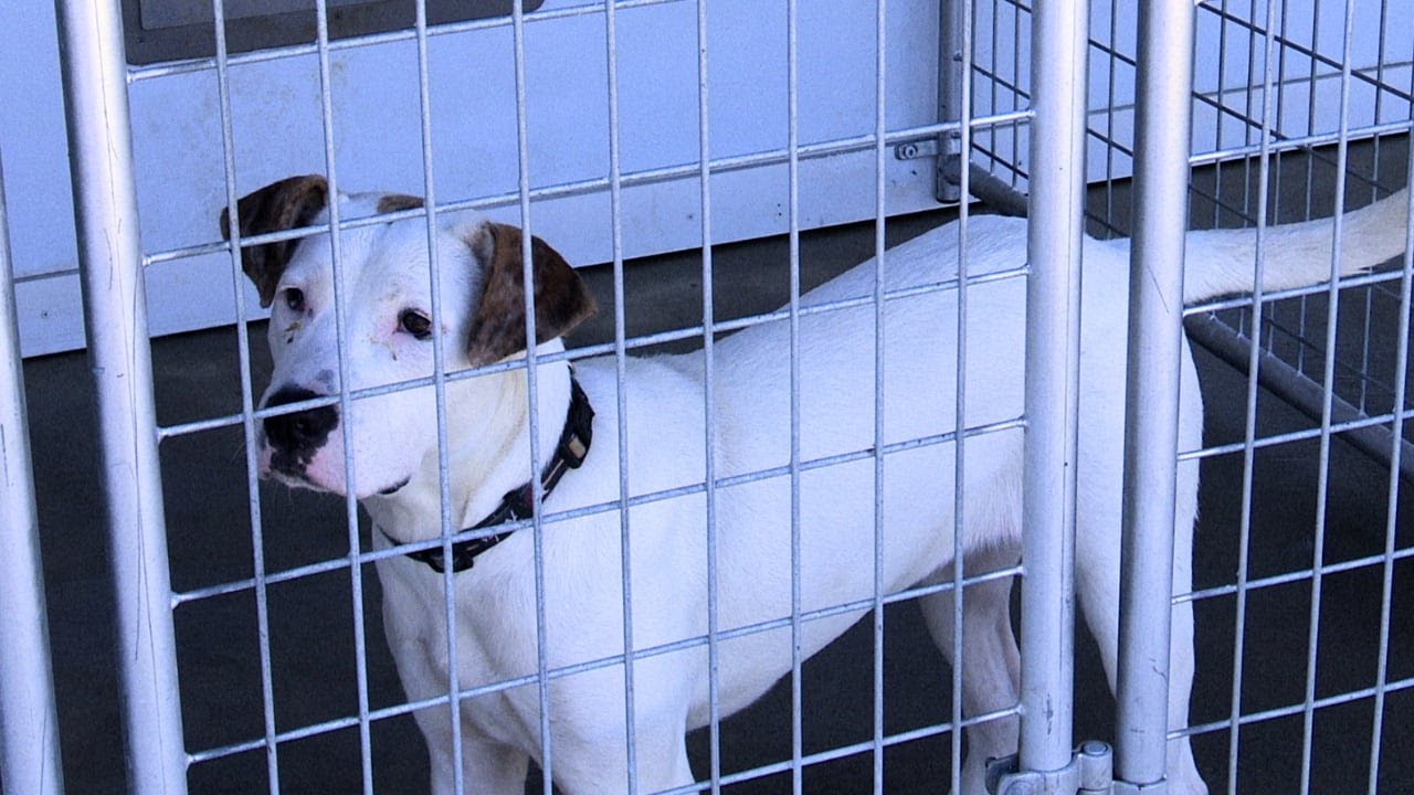 Local animal shelters continue to see increase in overcrowding