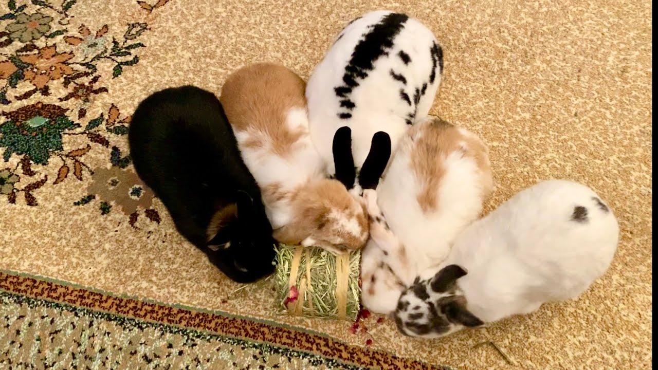Tavşanların tırnak kesimi ve ￼Scent Glands  temizliği. ￼