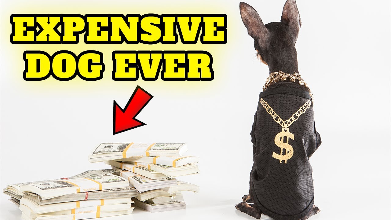 You wont believe the price of these Dogs 🤑 Top 20 Most Expensive Breeds