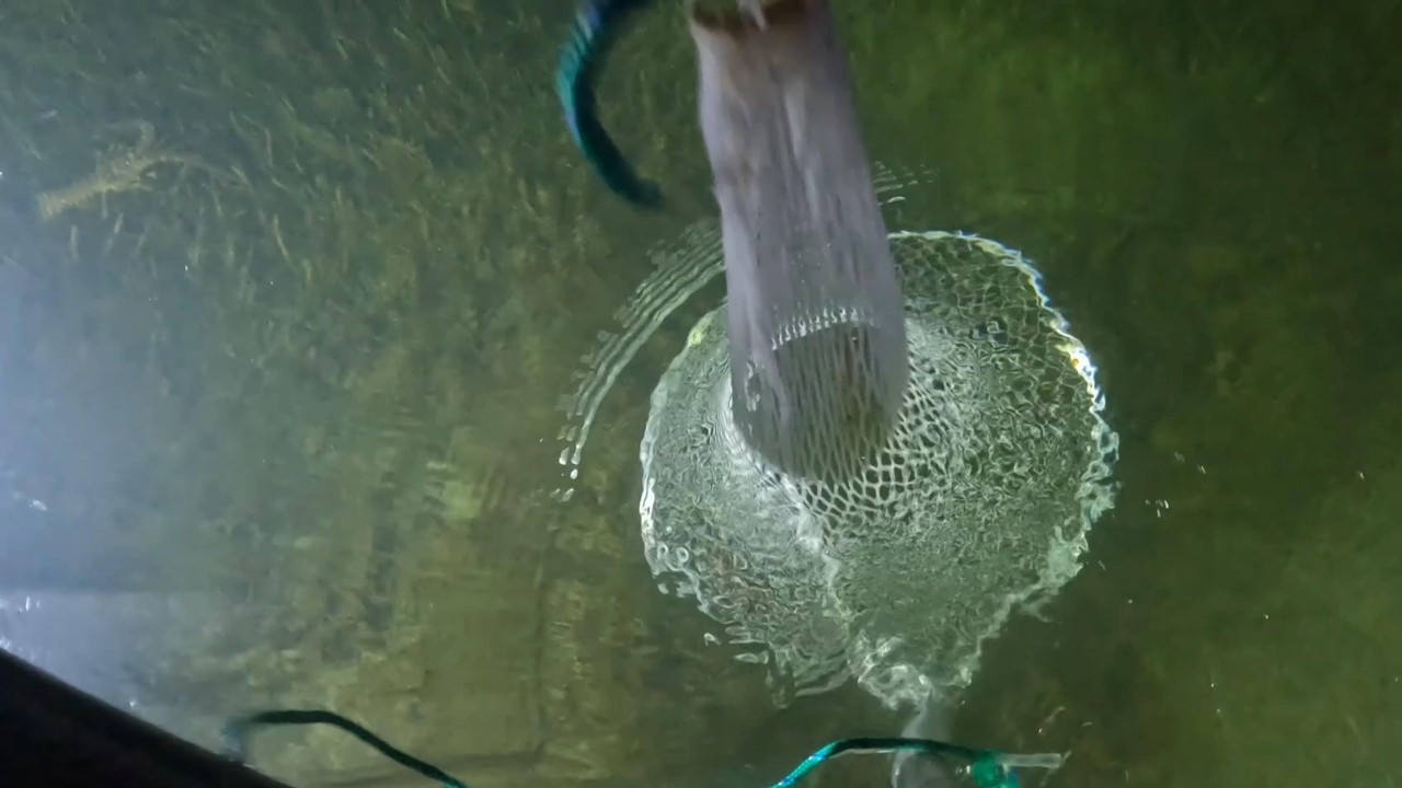 Bully Netting Lobster at Night in the Florida Keys and Miami