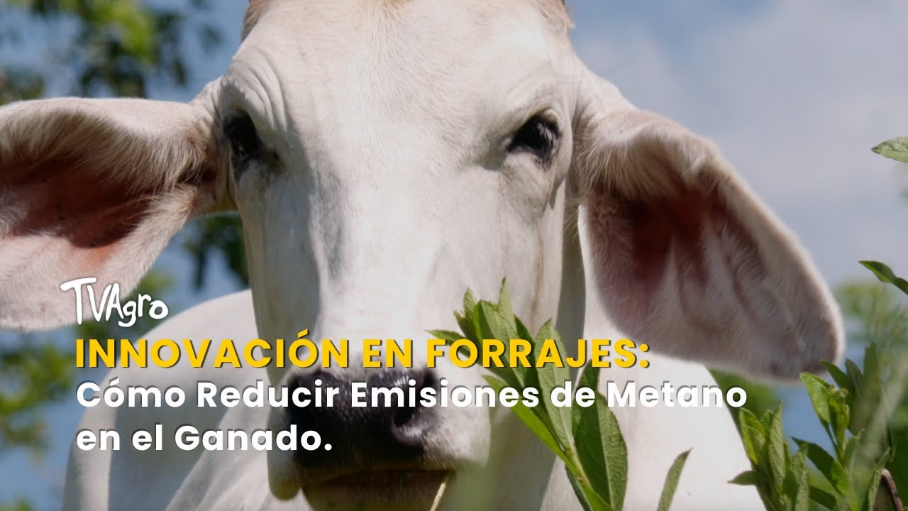 Innovaci&oacute;n en Forrajes: C&oacute;mo Reducir Emisiones de Metano en el Ganado -TvAgro por Juan Gonzalo Angel