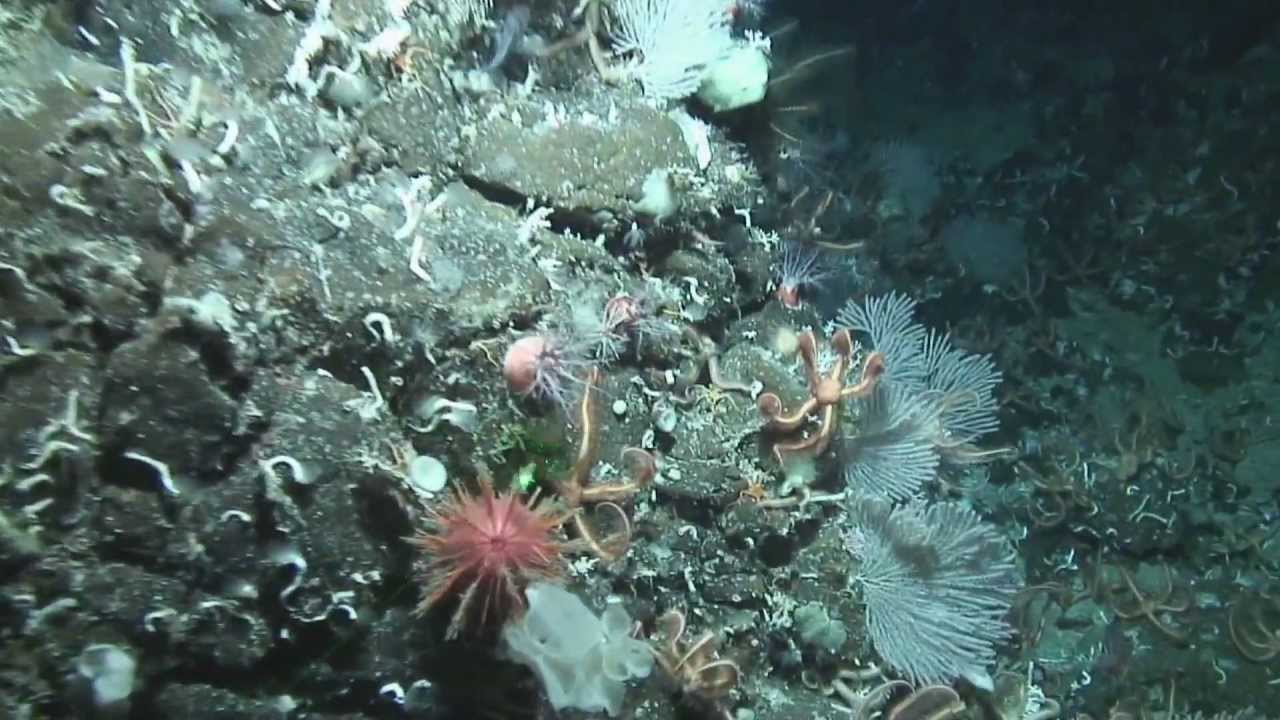 Journey Across an Underwater Landscape