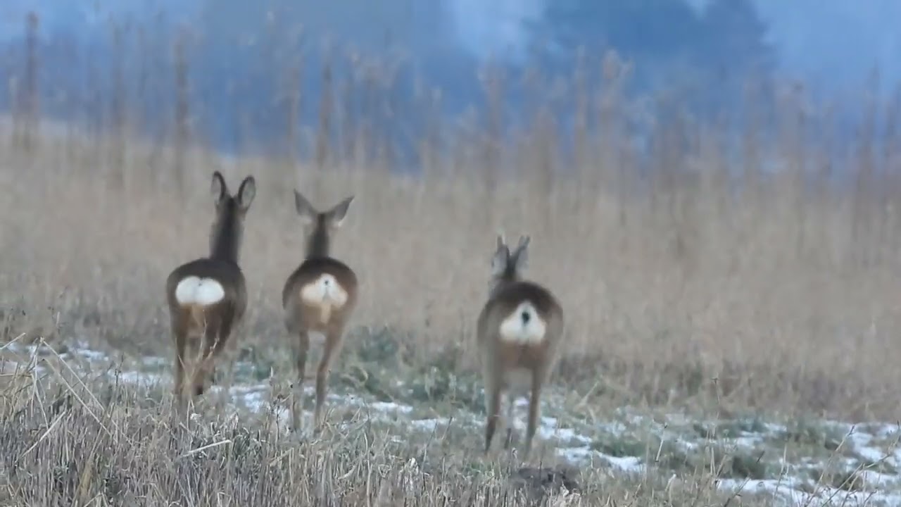 rehe & bock sind ganz entspannt beim lauf über´s ackerland