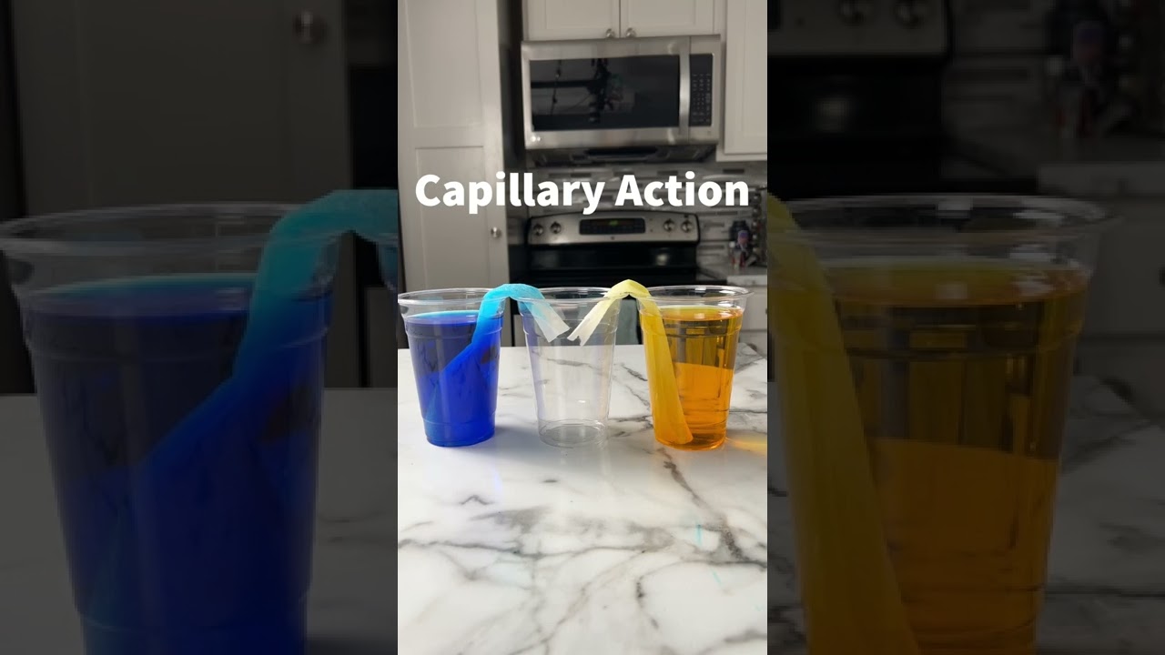 Will the water actually walk?  - Capillary Action Experiment!
