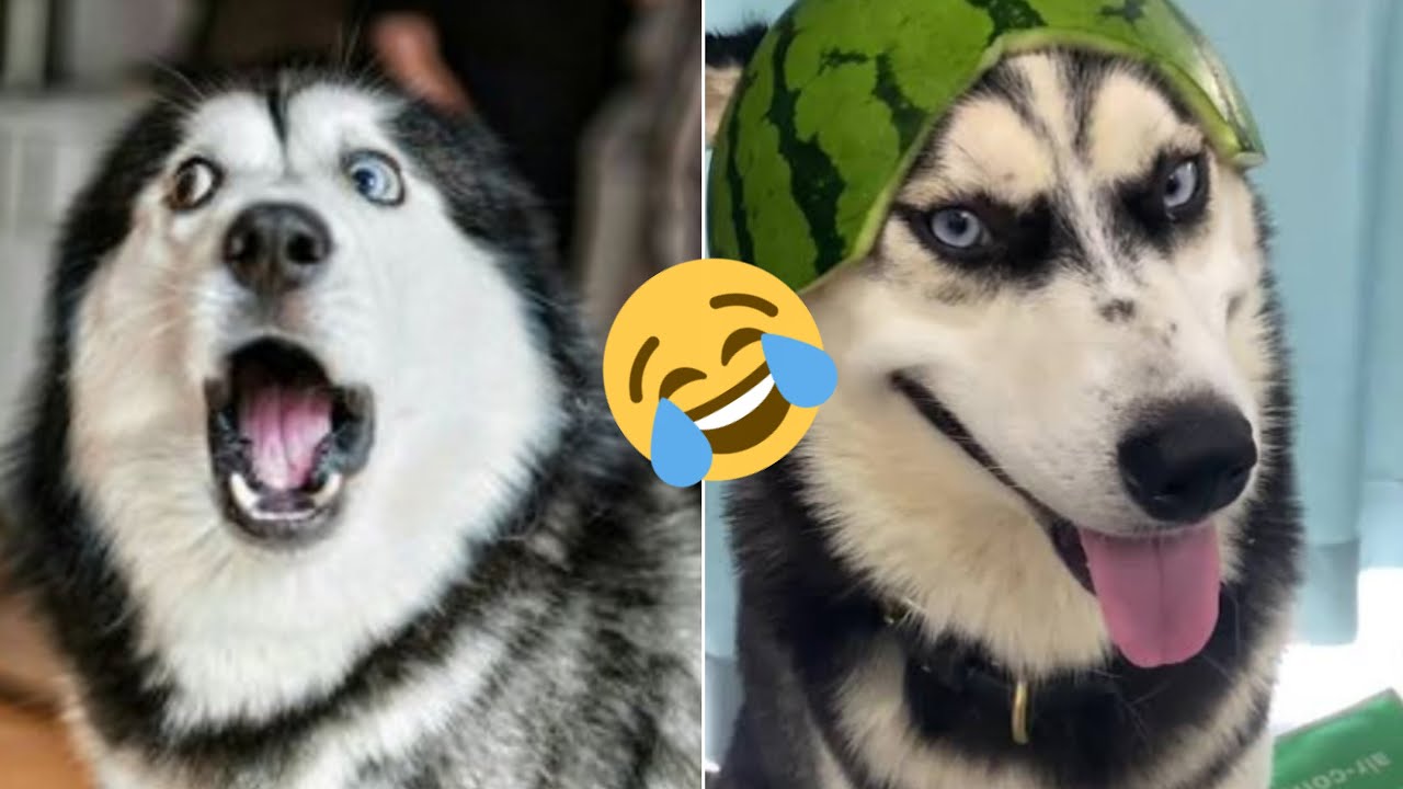 These Huskies Will Cure Your Depression 😂Funniest Pets Compilation