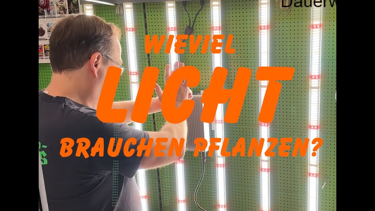 Wieviel Licht brauchen Pflanzen?