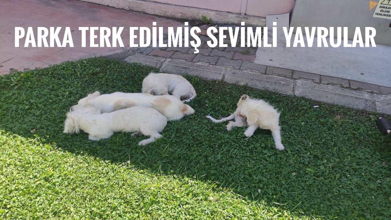 Parka terk edilmiş terrier köpek yavruları bulduk