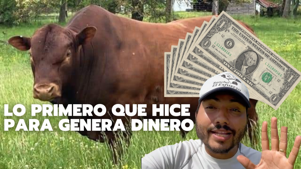 COMO INICIAR EN LA GANADER&Iacute;A I Rancho el Esfuerzo