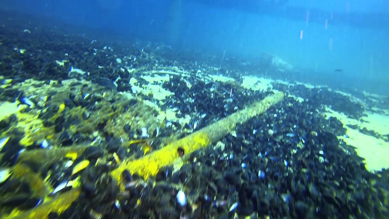 Awesome Chesapeake Tower Dive