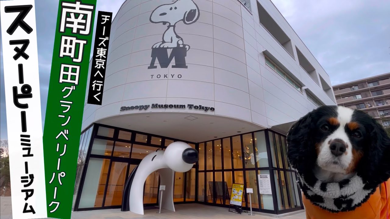 【キャバリア チーズとスヌーピーミュージアム東京に行ってきた★☆】SNOOPY MUSEUM TOKYO