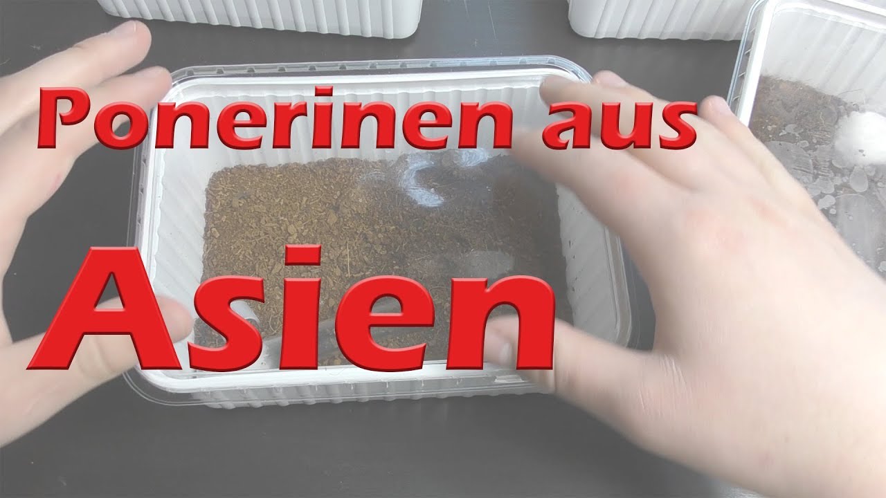 Ponerinen aus Asien - wahre Schätze | Infovideo