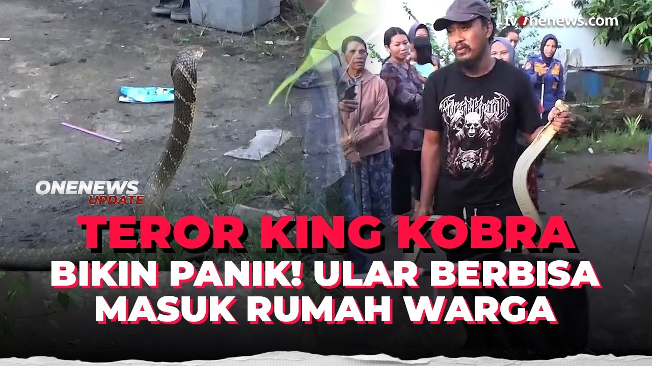 King Kobra 3 Meter Masuk Rumah, Anak 5 Tahun Nyaris Diserang | OneNews Update
