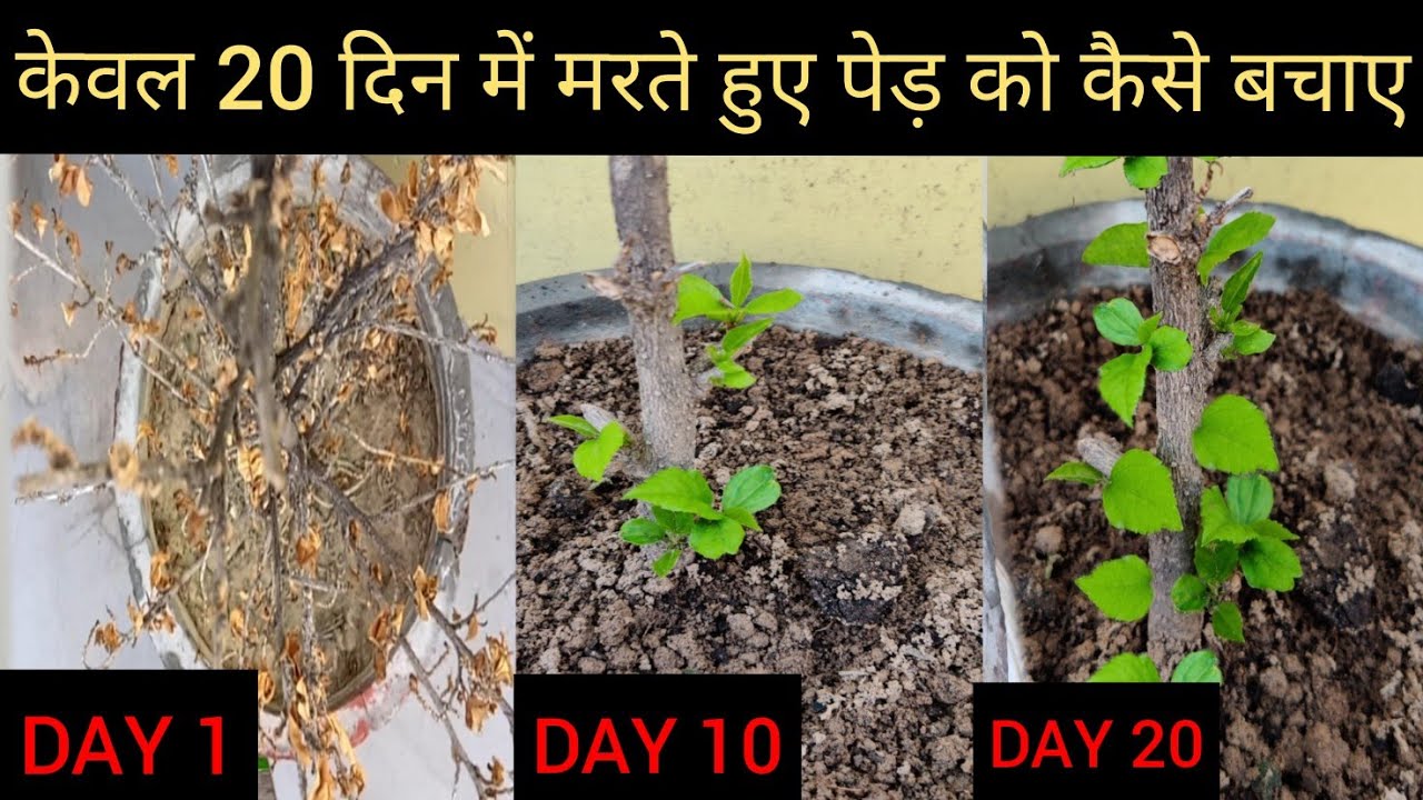 केवल 20 दिन में सूखते या मरते हुए गुड़हल, करीपत्ता,नीम को बचाए|With 20 days update|100%Gaurantee