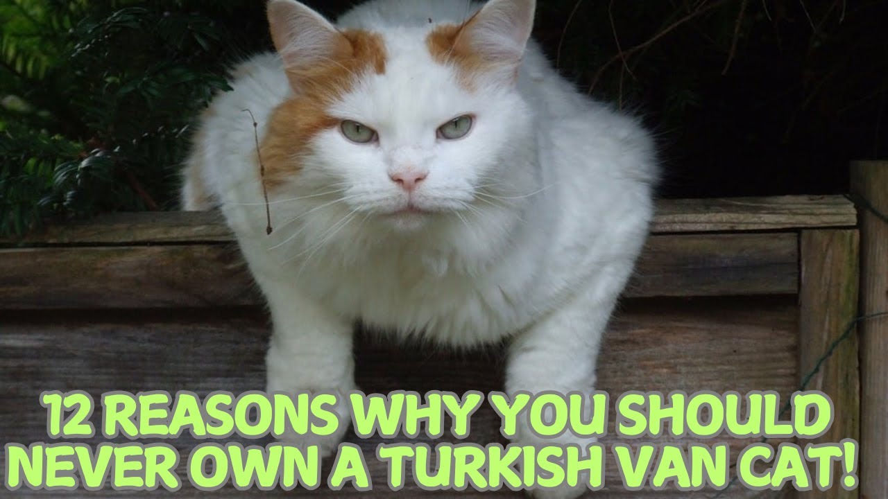 12 Reasons Why You Should Never Own a Turkish Van Cat! 🐱🚫