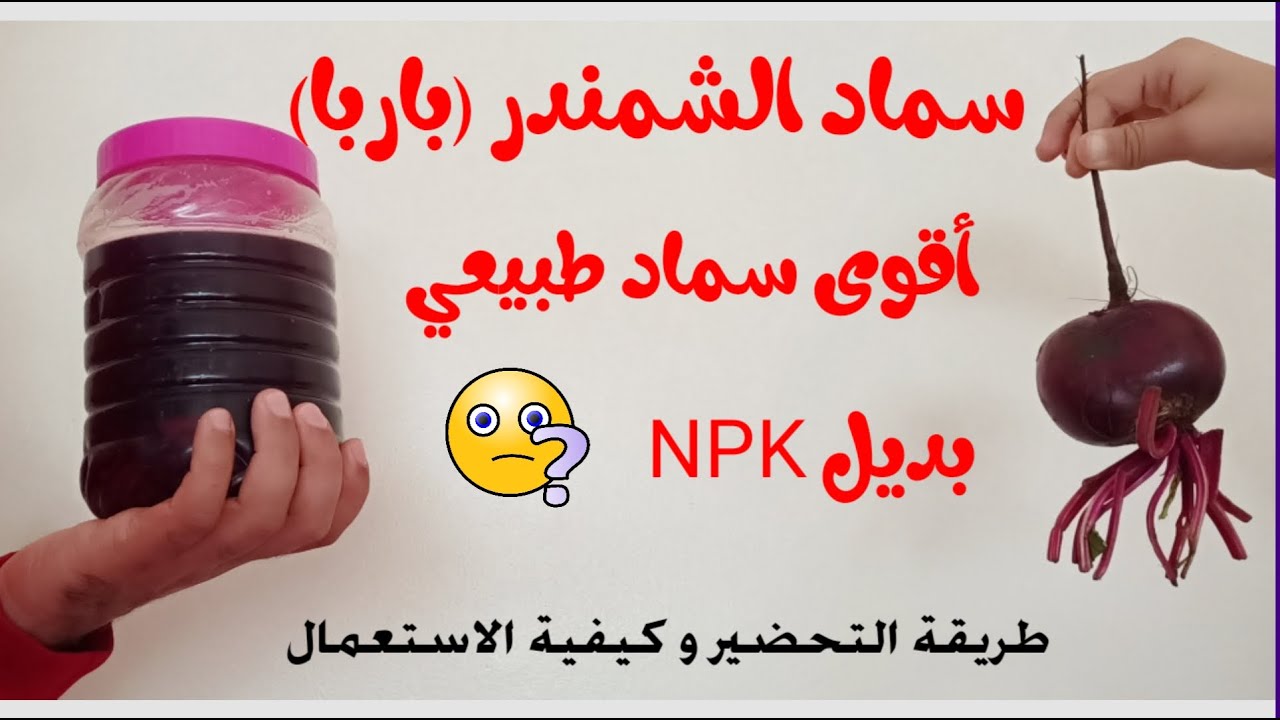 سماد البنجر (الشمندر, باربا) سماد طبيعي قوي للنباتات بديل للاسمده الكيماويه