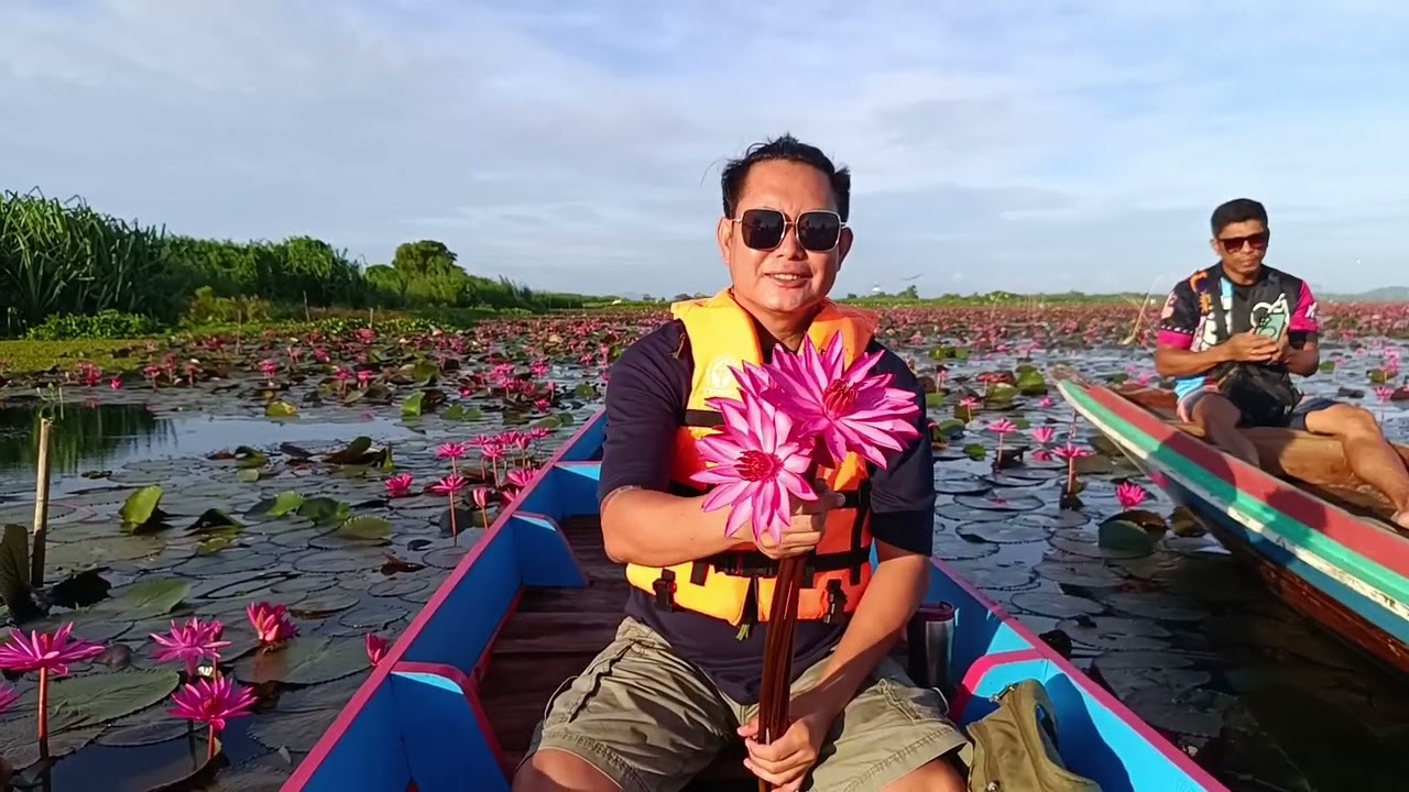 #ทุ่งดอกบัวพัทลุง #วิวยอศรีปากประพัทลุง #ชมควายน้ำทะเลสาบพัทลุง