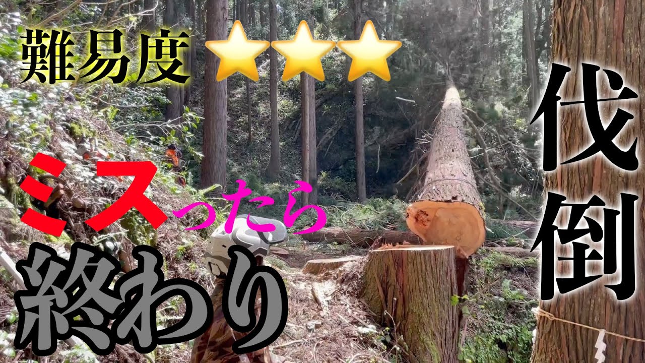 神社の真横で伐倒【難易度☆☆☆】石川県白山市【なかの林業】