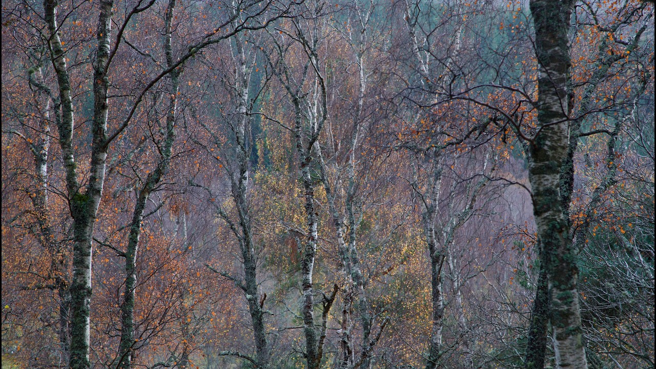 Last Colours of Autumn: Remote Woodland Photography