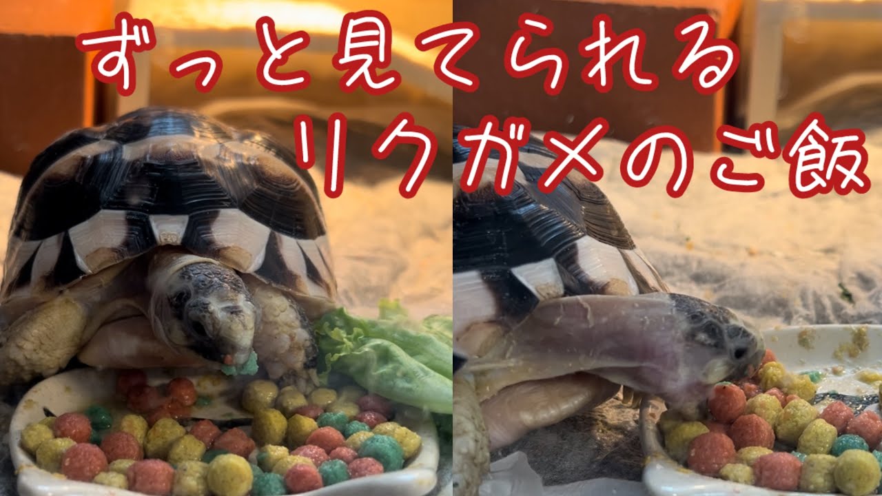 マルギナータリクガメ食事_58