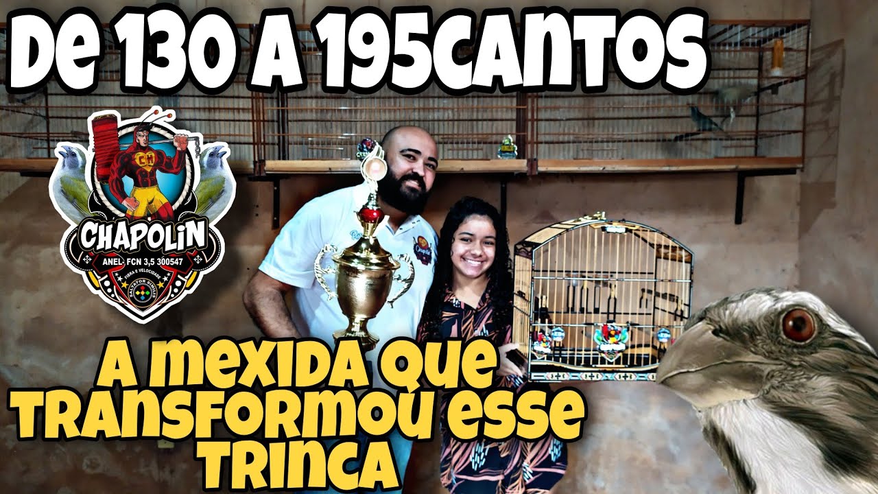 trinca ferro CHAPOLIN, a incrível CRESCENTE desse trinca que saiu de 130 para 195cts!