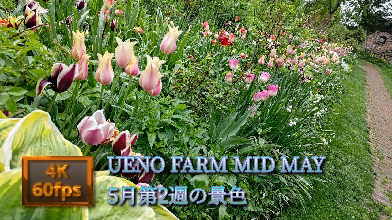 上野ファーム ５月中旬の景色