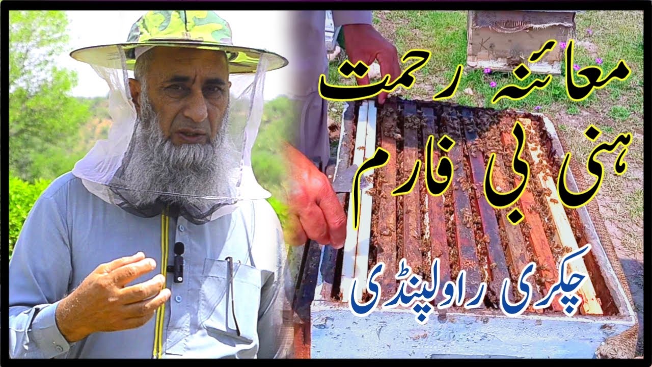 One Day Visit Rahmat Honey Bee Farm at Chakri Rawalpindi  #beekeeping #honeybeekeeping #manwar