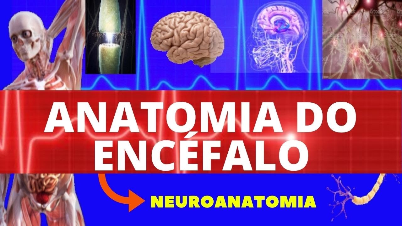 ANATOMIA DO ENC&Eacute;FALO (ANATOMIA HUMANA) - NEUROANATOMIA DO ENC&Eacute;FALO - SISTEMA NERVOSO - NEUROANATOMIA