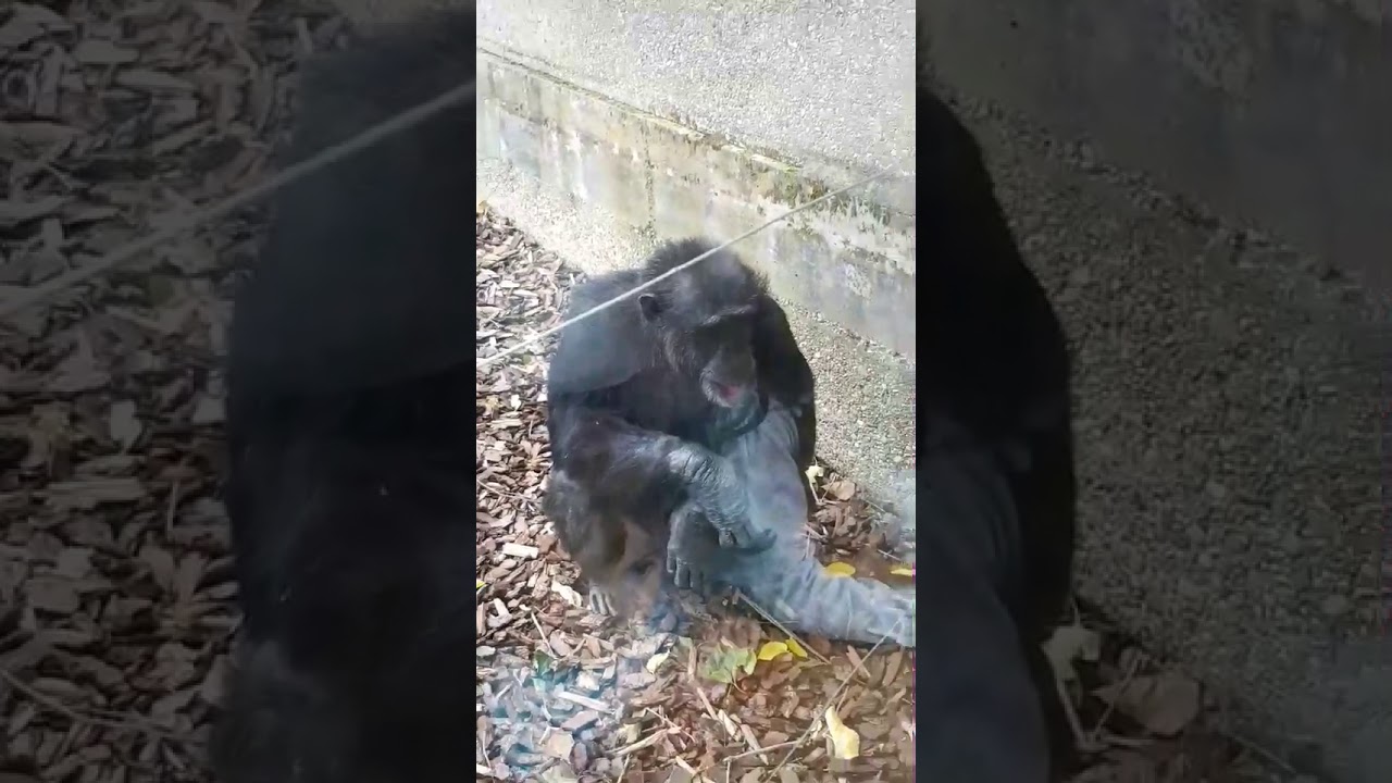 Singe fou