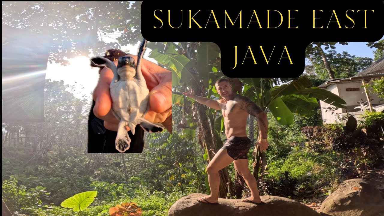 Saving Sea Turtles in East Java&rsquo;s Hidden Paradise ! Indonesia