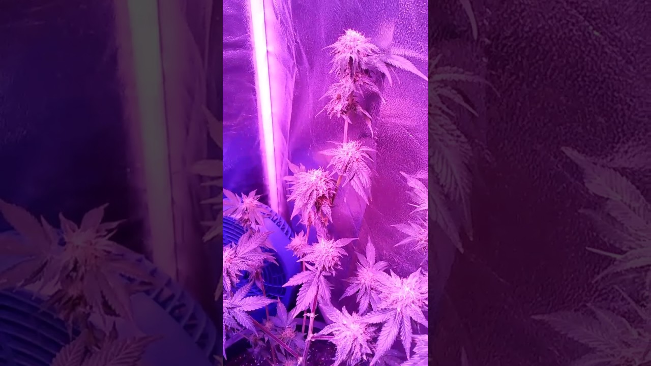 Flower day 35 gg#4 sfv og