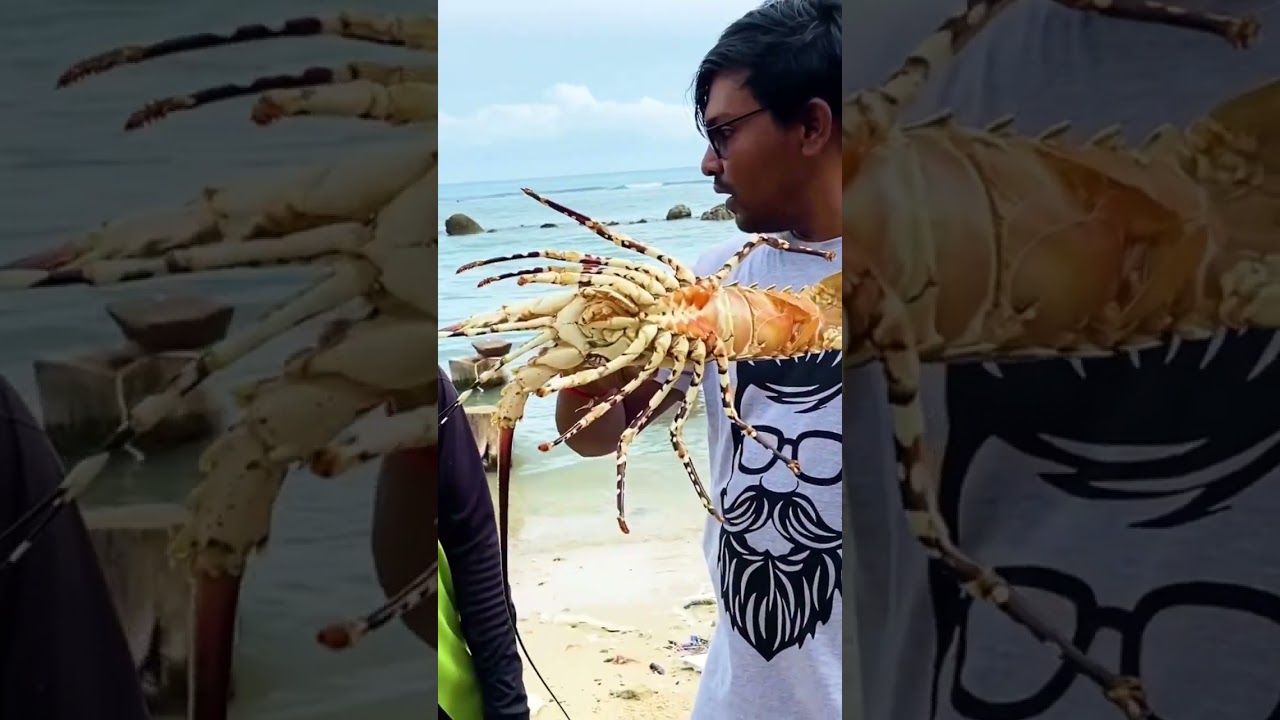 Big lobster #lobster #trending #valvaisulax #shorts #jaffna #fishing #fishingvideo