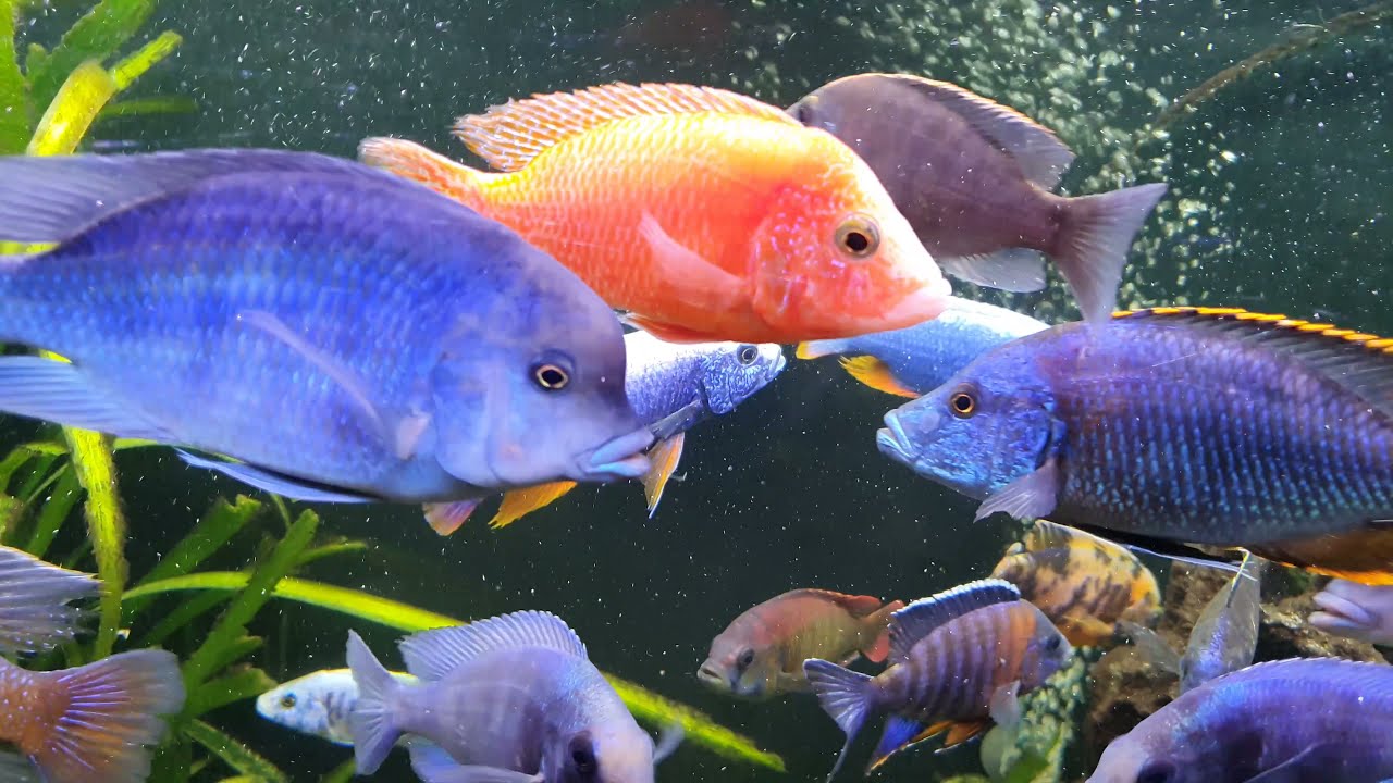 Малавийские цихлиды утака. African cichlids utaka, malawi. Африканские цихлиды. Часть 2. Part 2.