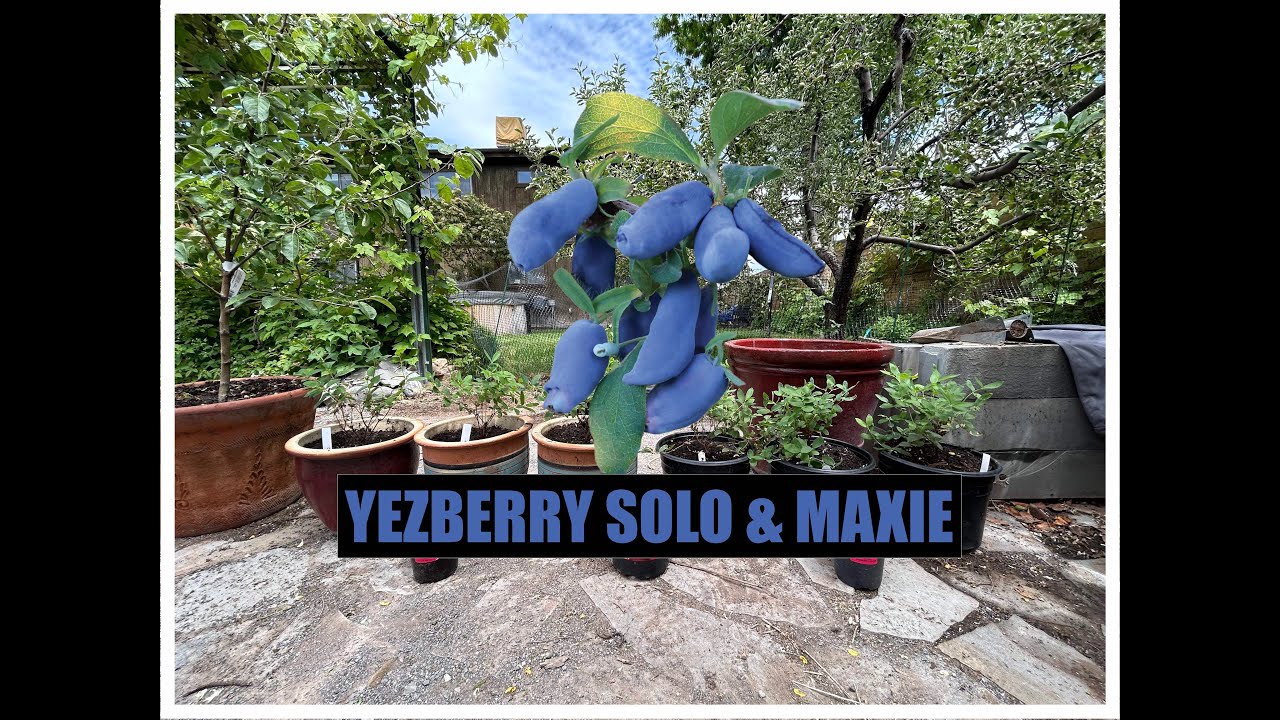 🌱🫐 Honeyberry Plant Review 🫐🌱 | Great Garden Plants