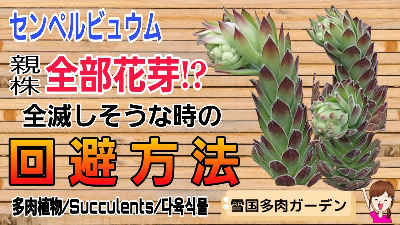親株全部花芽！全滅しそうな時の回避方法/センペルビュウム2025年6月25日　#雪国で育てる多肉 #多肉植物 #増やし方