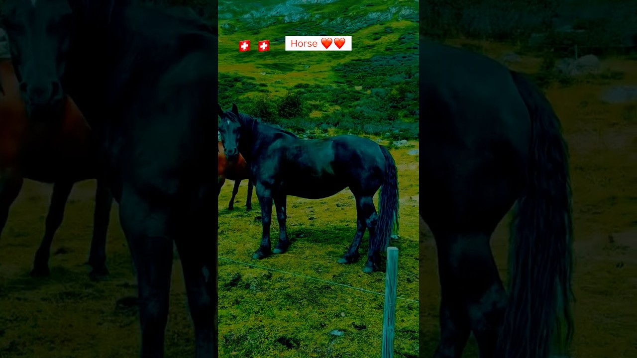 🇨🇭#black #horse #nature #mountains #paradise #🇨🇭