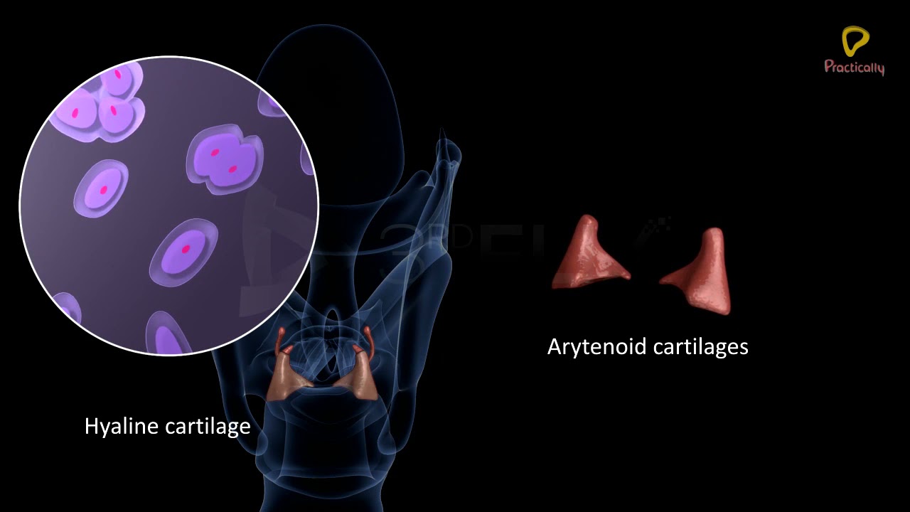 Practically's Concepts - Human Respiratory System Larynx - #LearnPractically